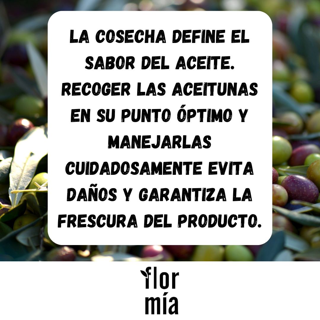 Como afecta la cosecha en el aceite de oliva